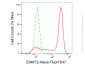 KD-Validated Anti-EHMT2 Rabbit Monoclonal Antibody